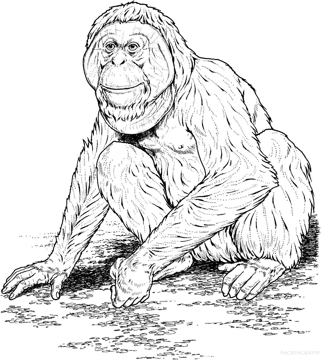 Раскраска Животные Орангутанг на земле