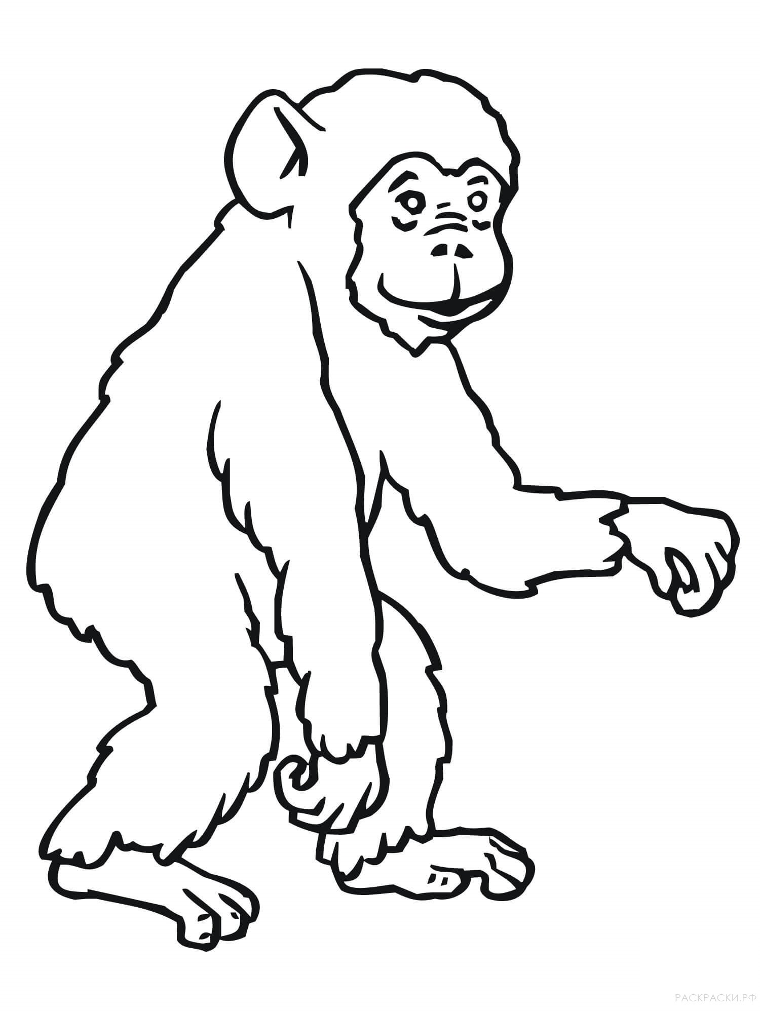 Раскраска Животные Детеныш Шимпанзе