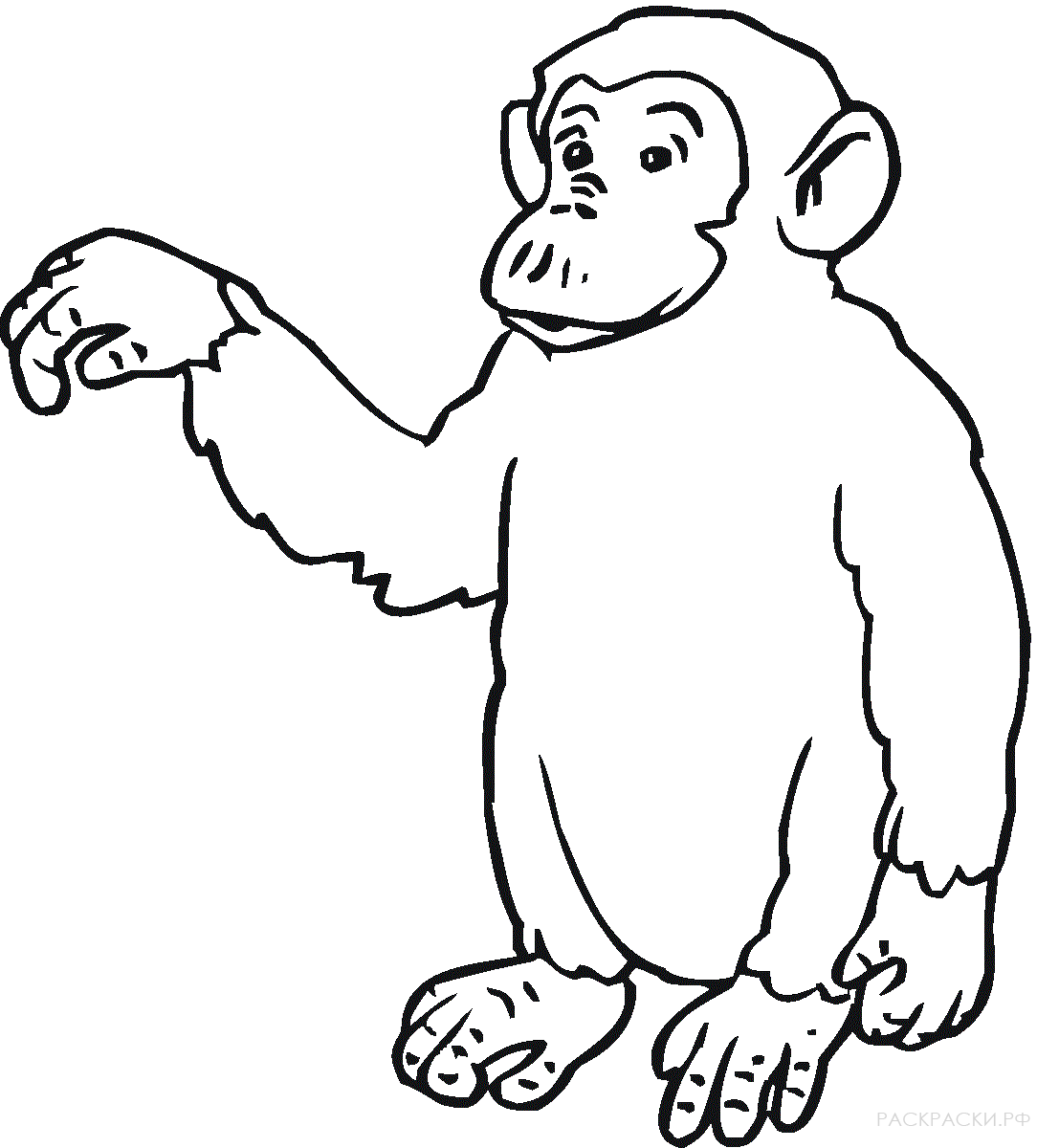 Раскраска Животные Маленький шимпанзе