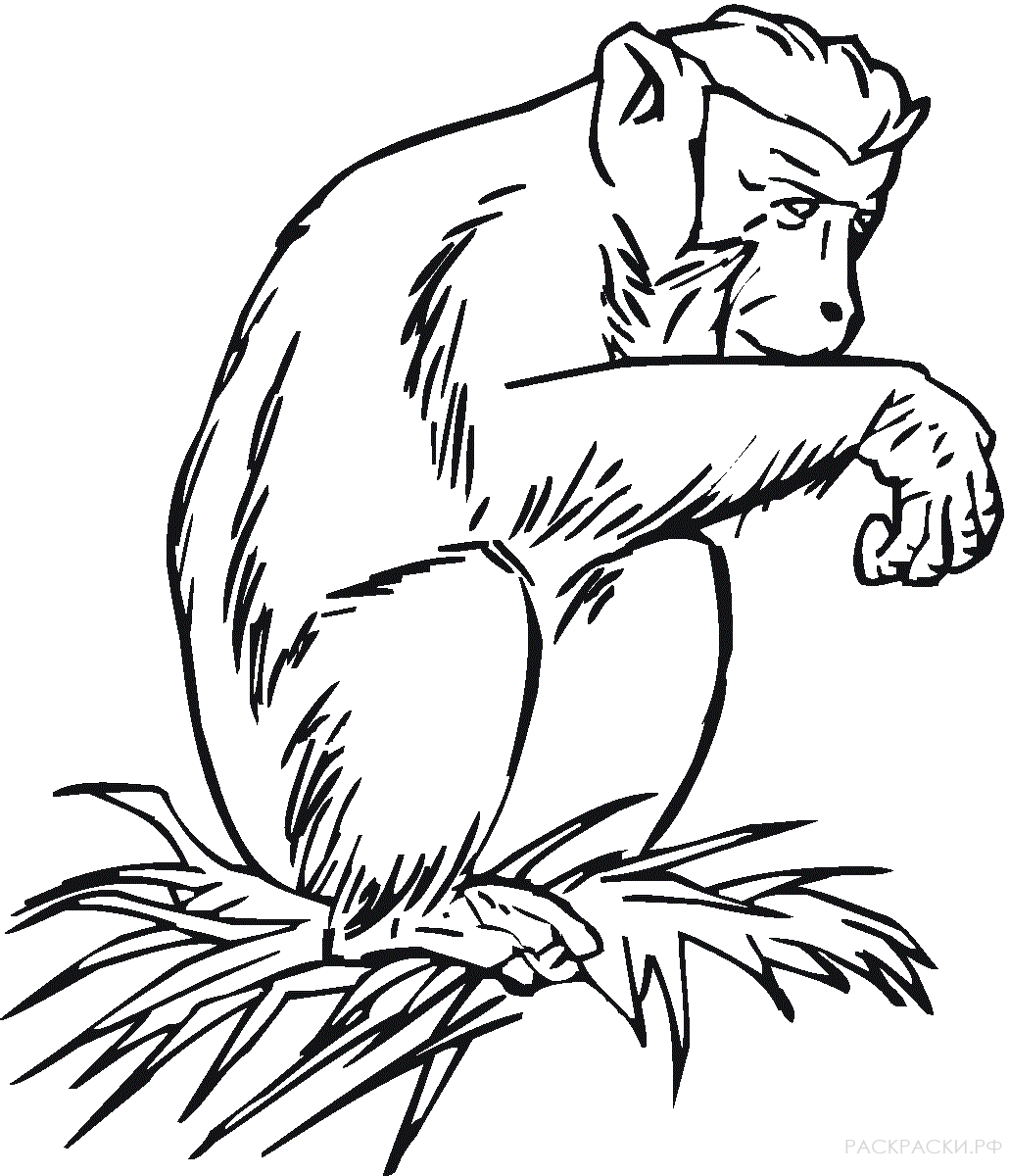 Раскраска Животные Шимпанзе на траве