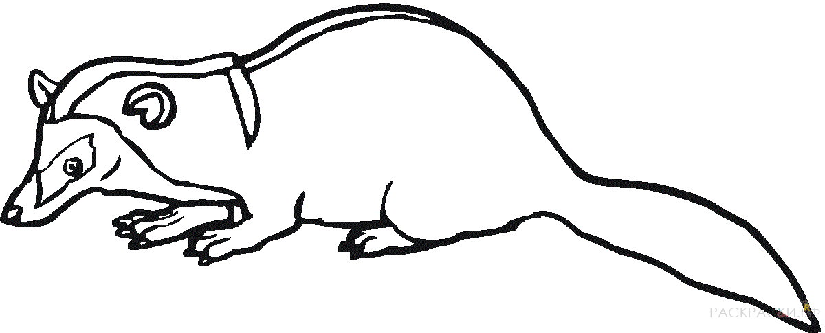 Раскраска Животные Барсук с длинным хвостом