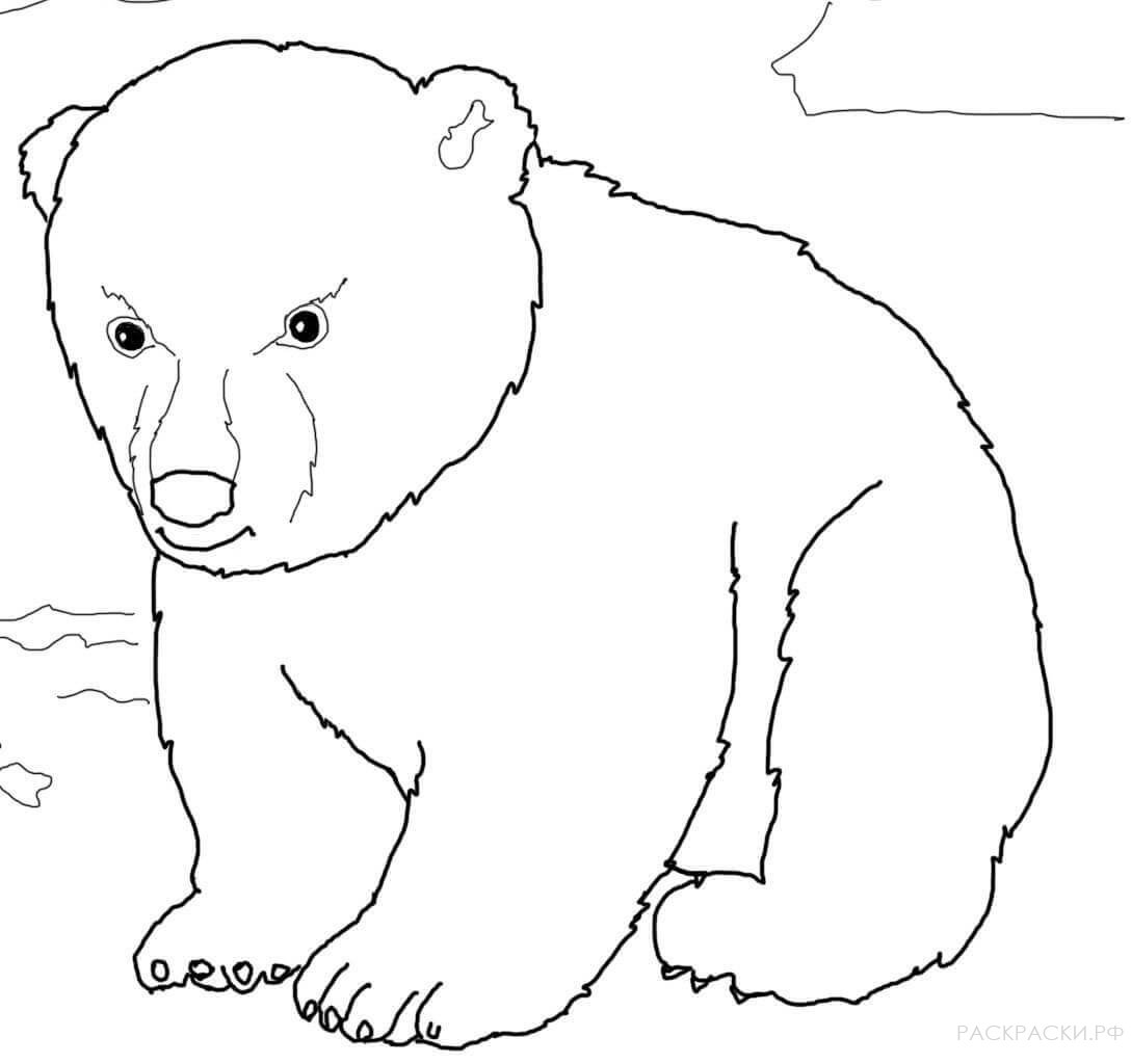 Раскраска Животные медвежонок белого медведя