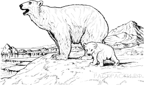 Раскраска Животные Белая медведица и ее детёныш