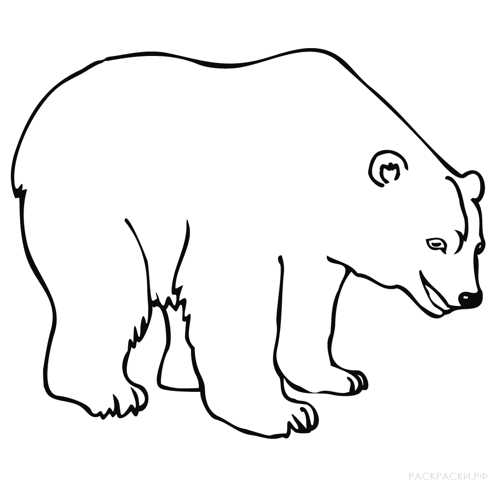 Раскраска Животные Белый медведь улыбается