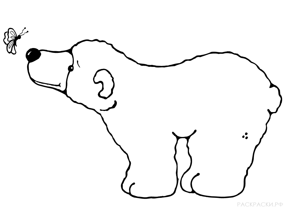 Раскраска Животные белый медвежонок и бабочка