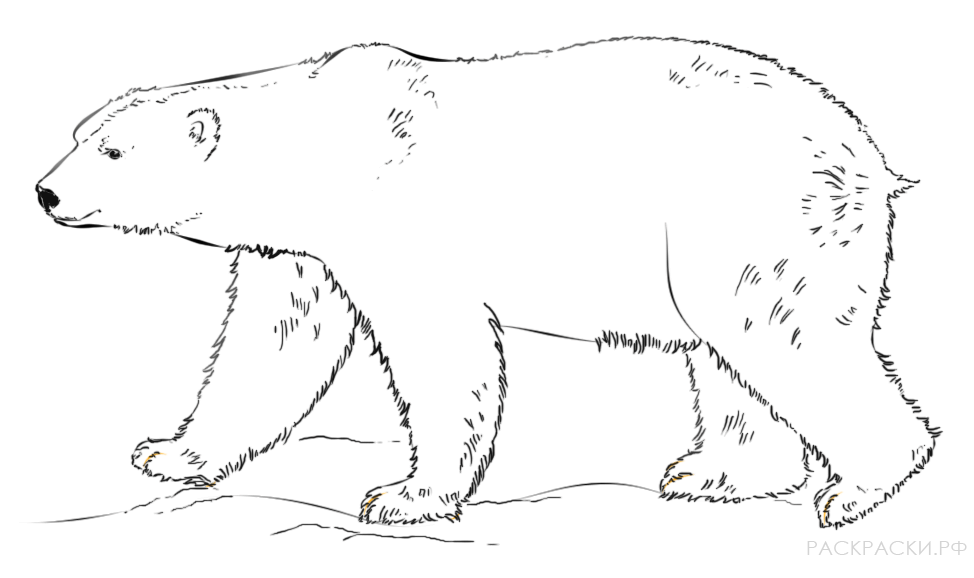 Раскраска Животные Белый медведь 2