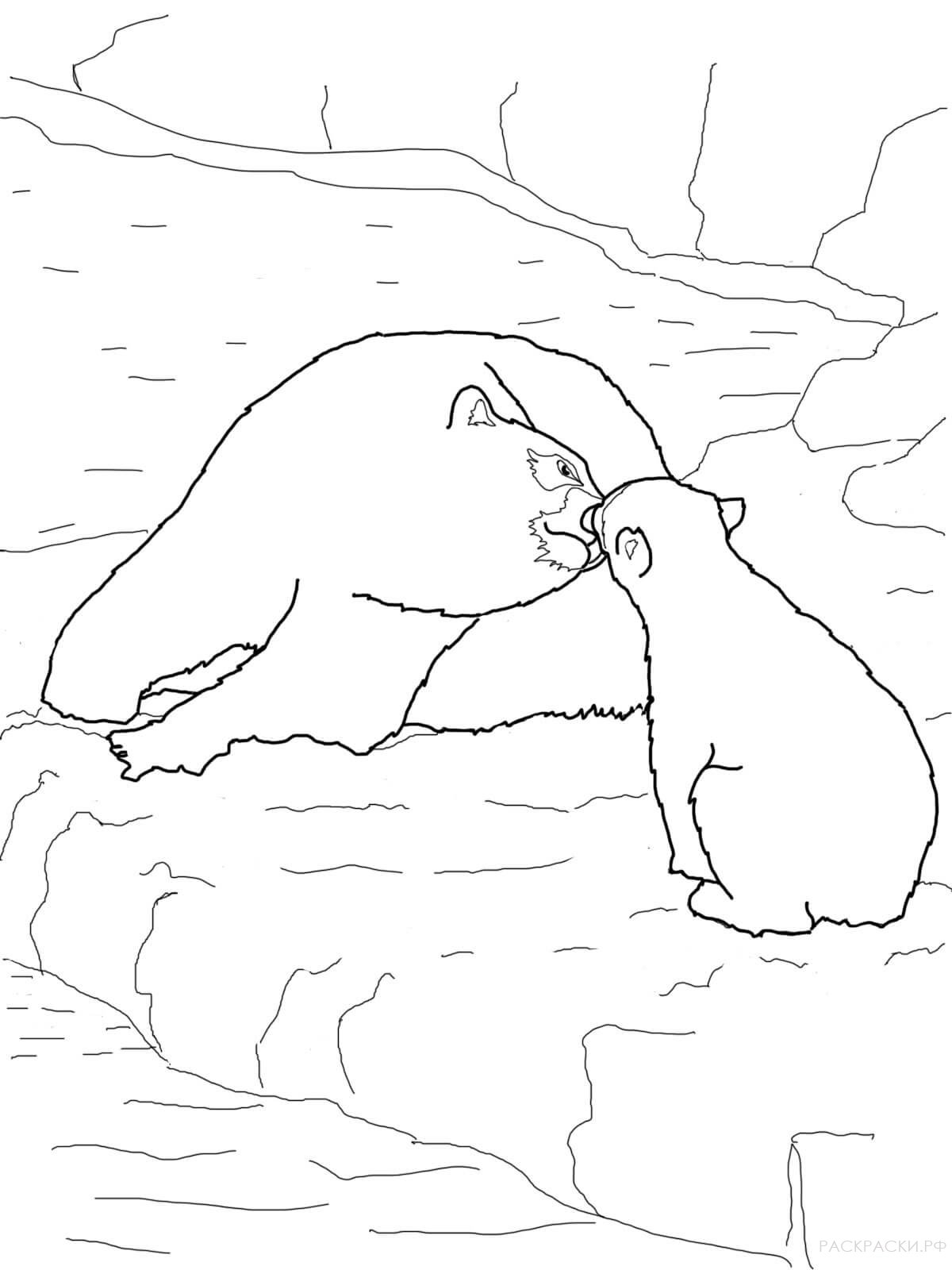 Раскраска Животные Медвежонок белого медведя