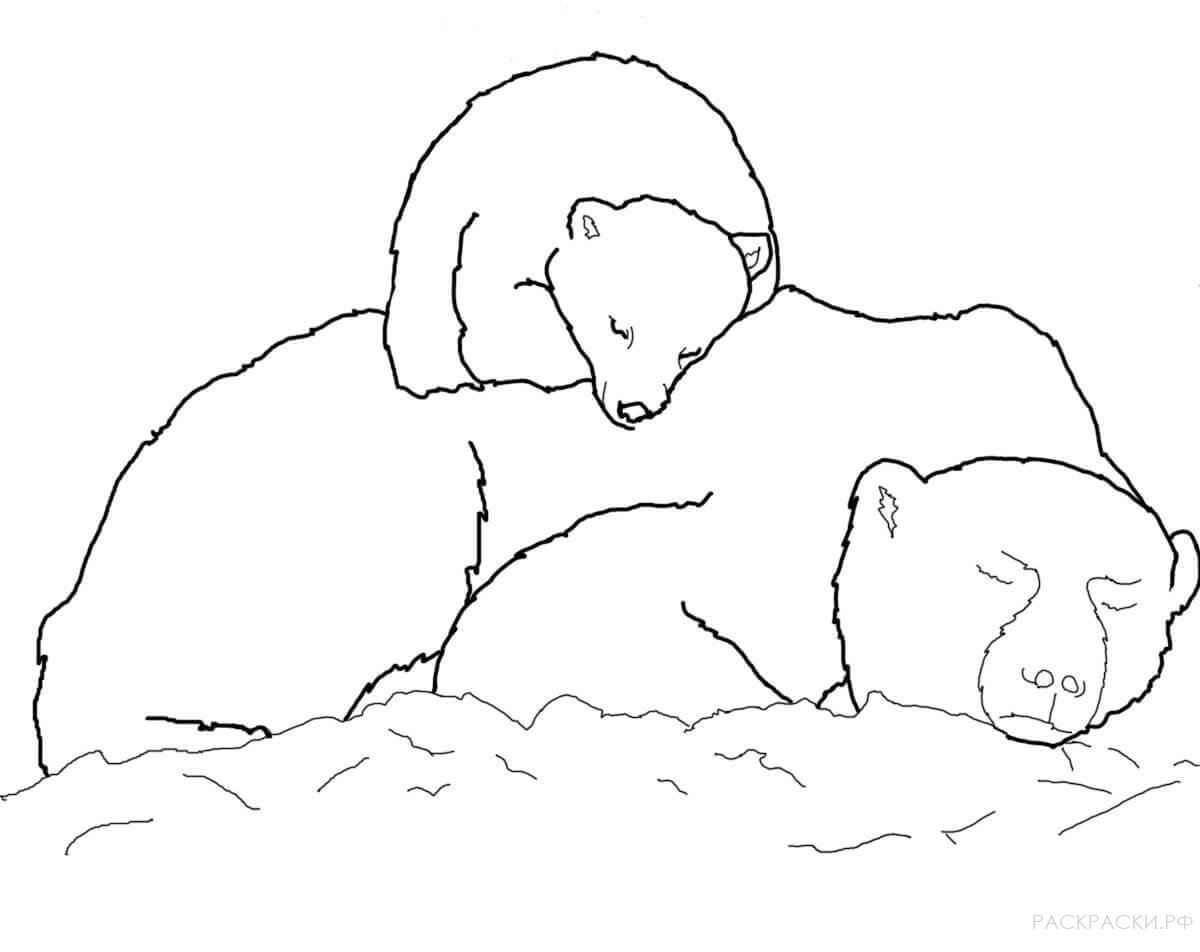 Раскраска Животные Медвежонок белого медведя спит на маме