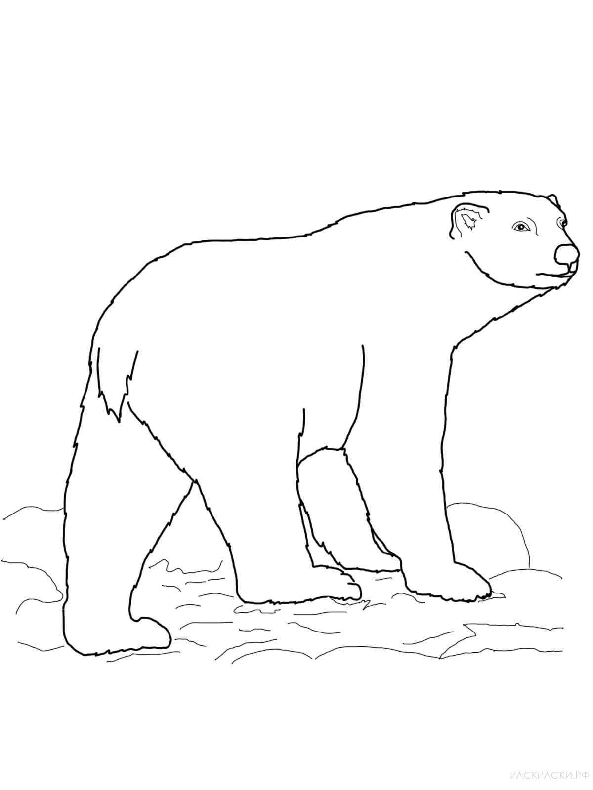 Раскраска Животные Белый медведь 3