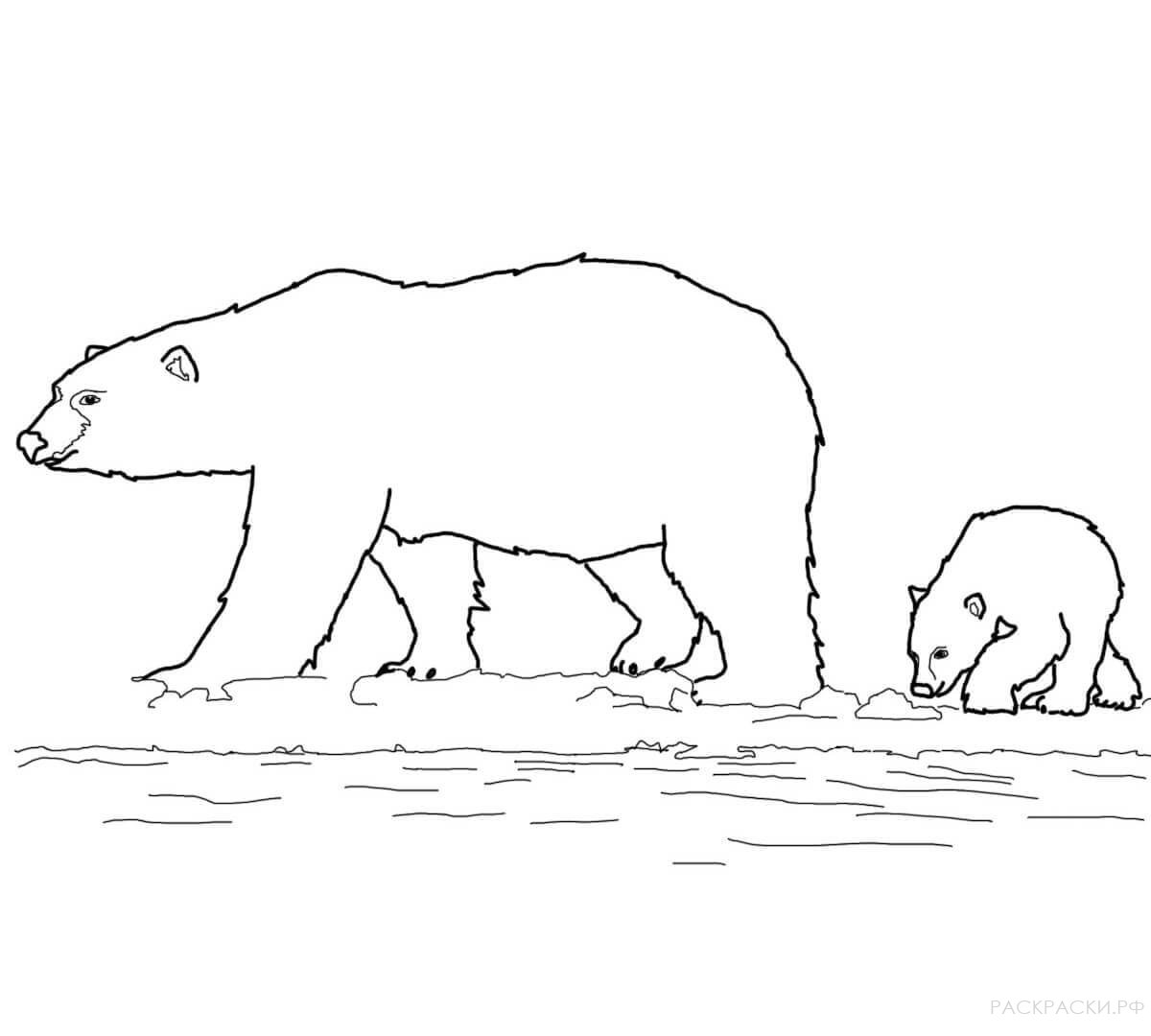 Раскраска Животные Семейство белых медведей