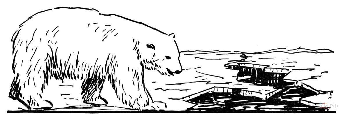 Раскраска Животные Белый медведь на земле