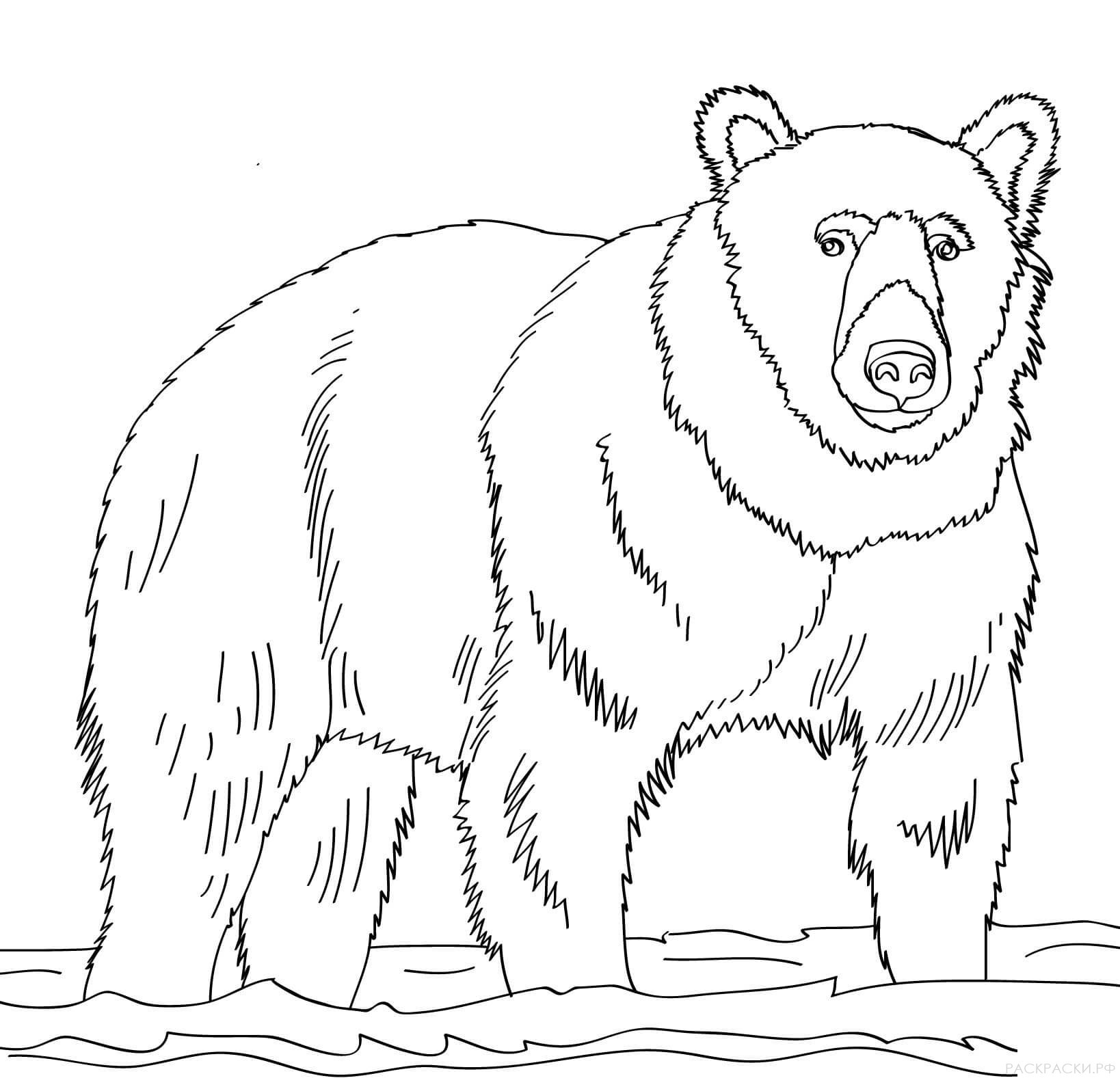 Раскраска Животные Бурый медведь в воде