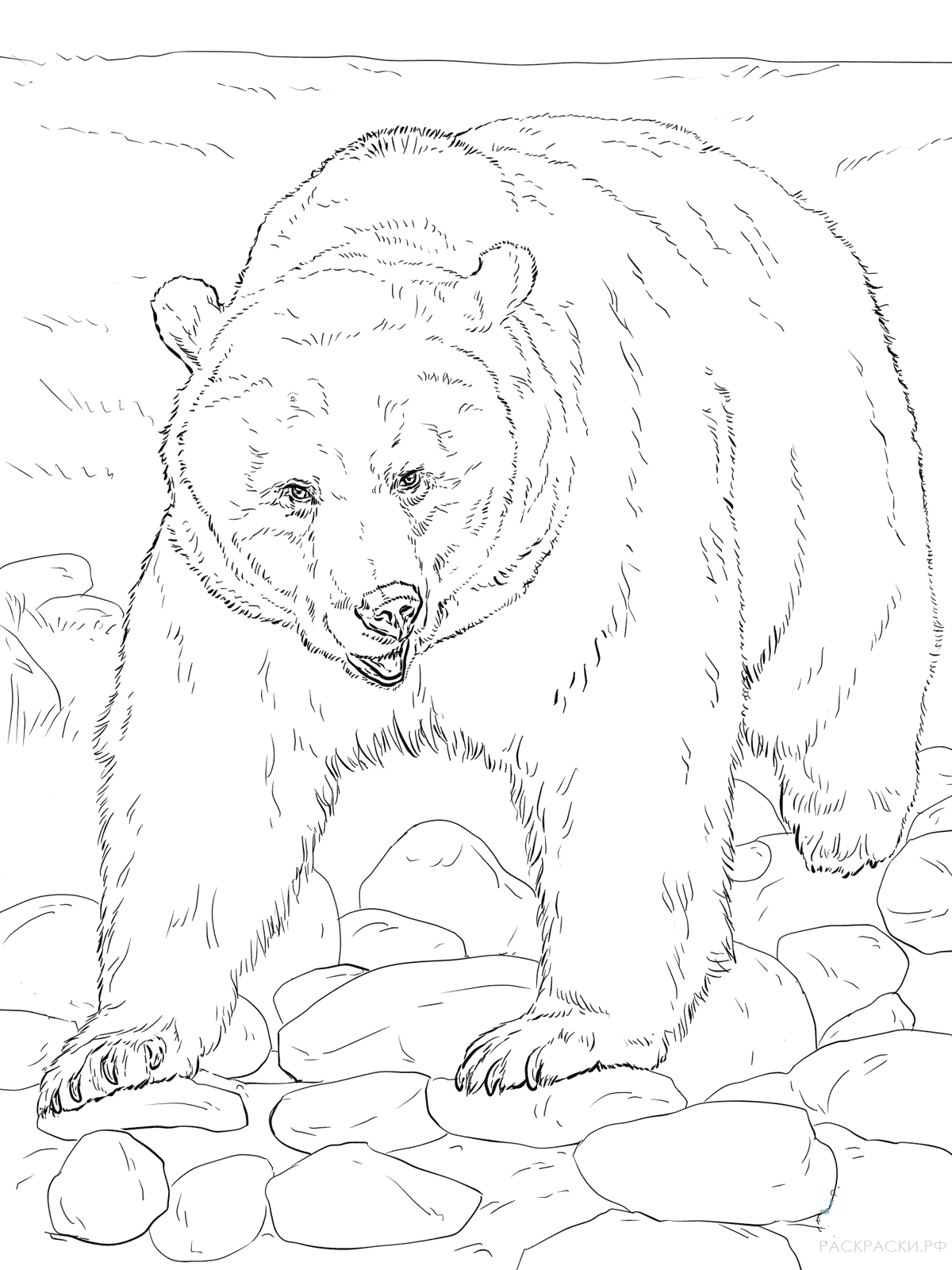 Раскраска Животные Бурый медведь