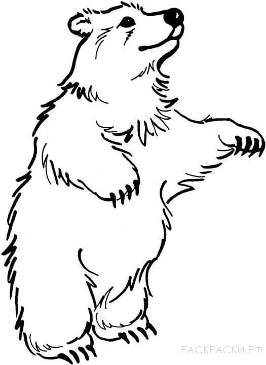Раскраска Животные Бурый медведь 3