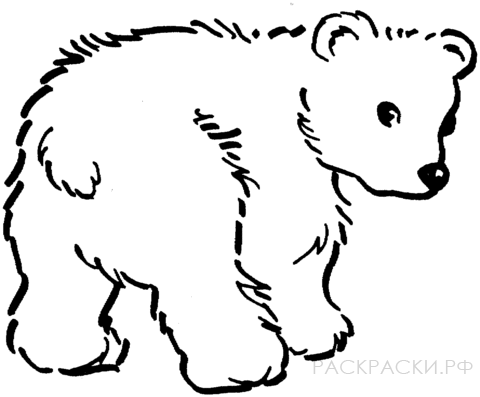Раскраска Животные Милый бурый медвежонок