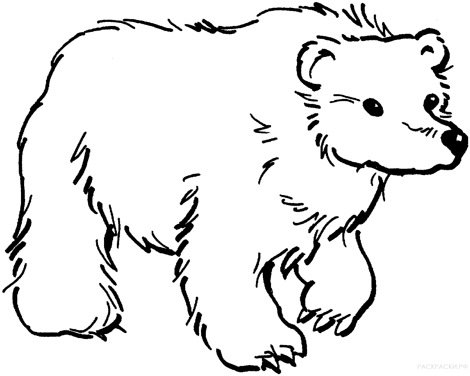 Раскраска Животные Бурый медведь 5