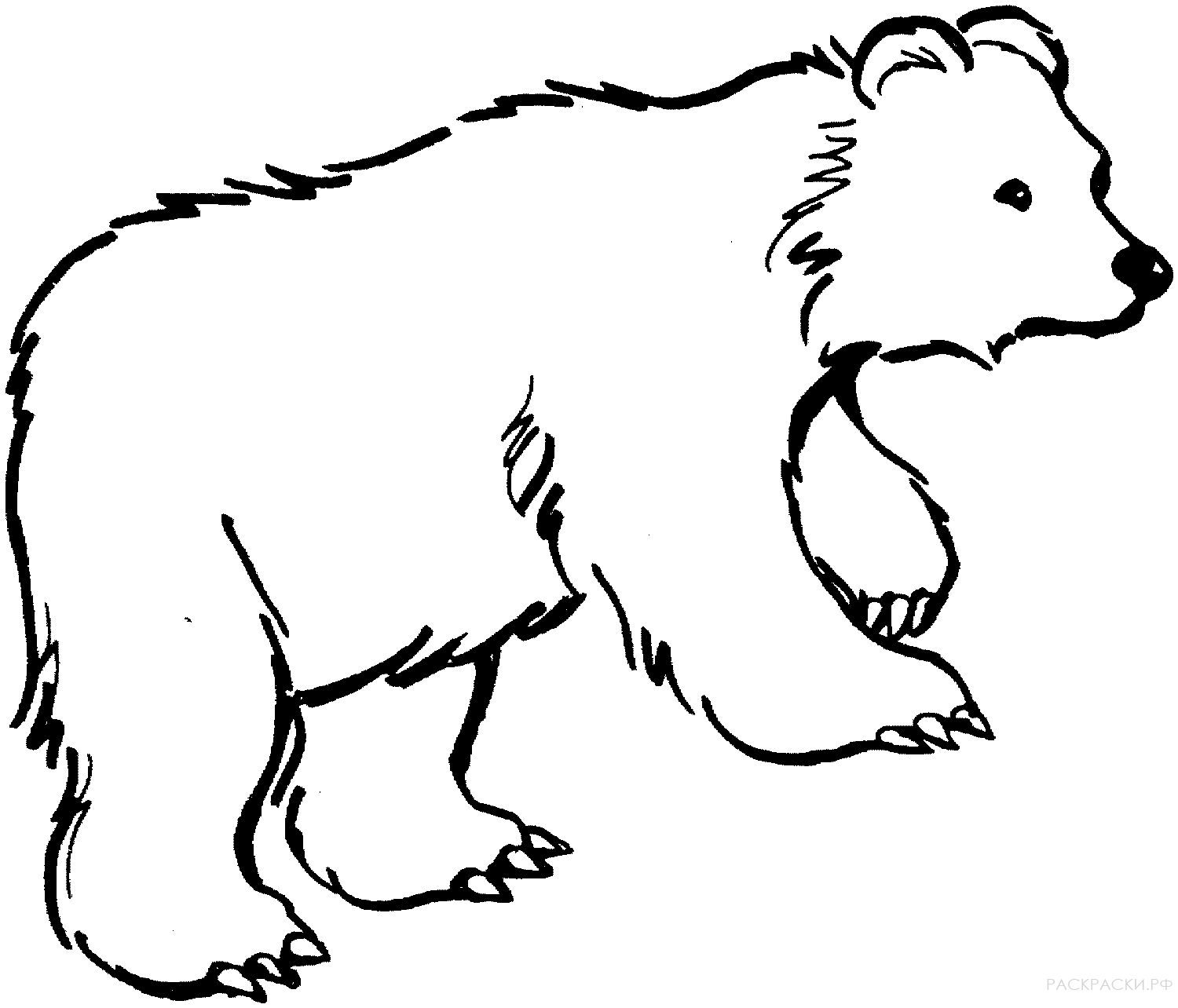 Раскраска Животные Бурый медведь 7