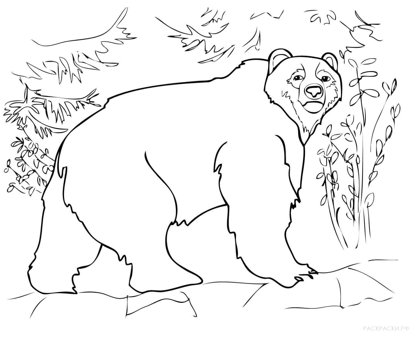 Раскраска Животные Медведь Кадьяк