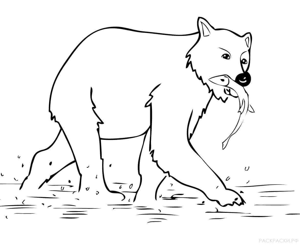 Раскраска Животные Молодой бурый медведь