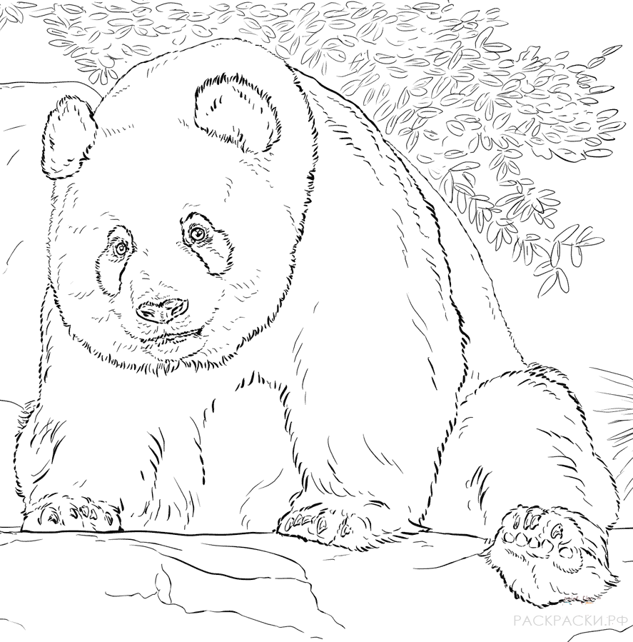 Раскраска Животные Большая панда