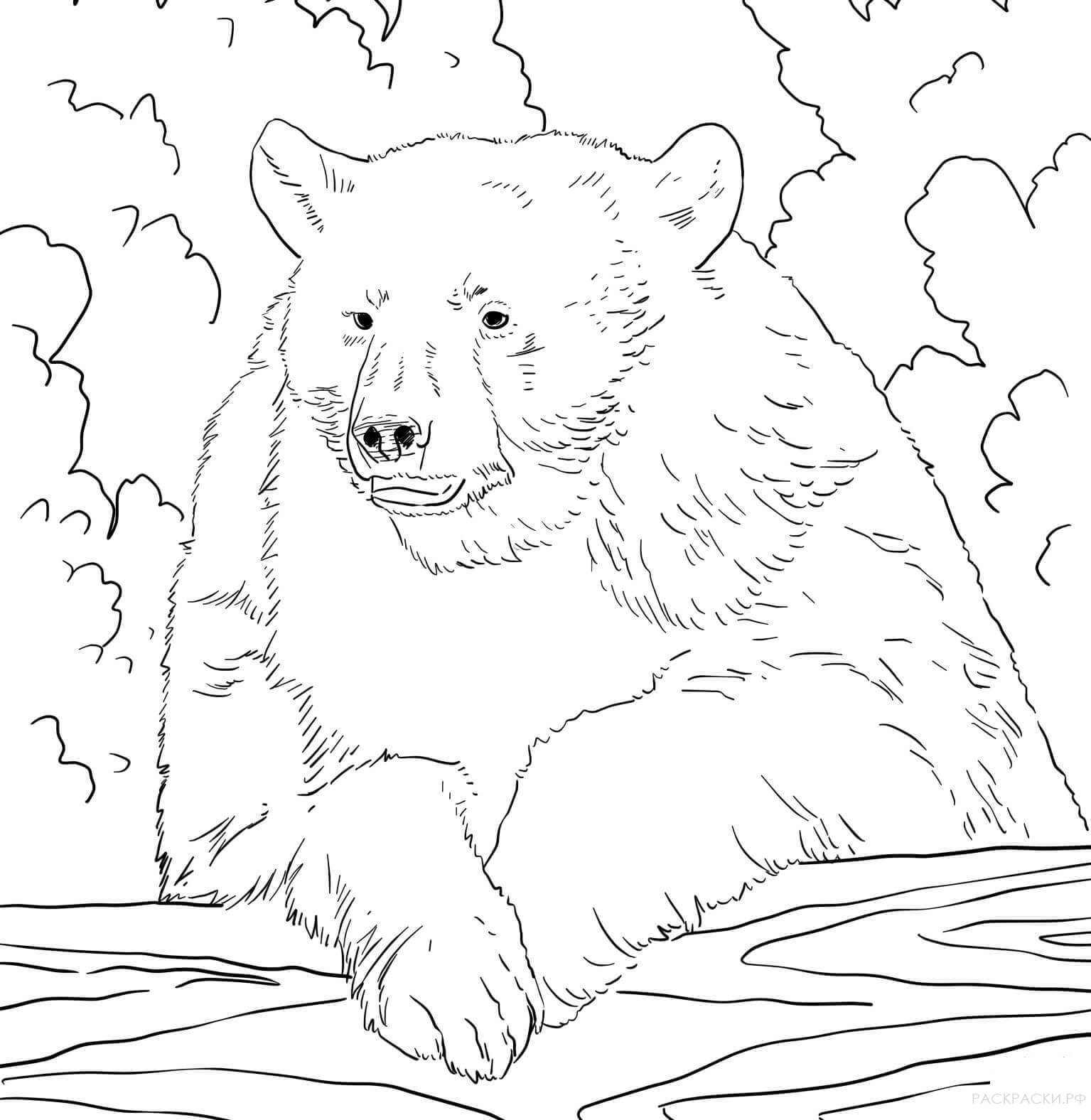 Раскраска Животные американский чёрный медведь