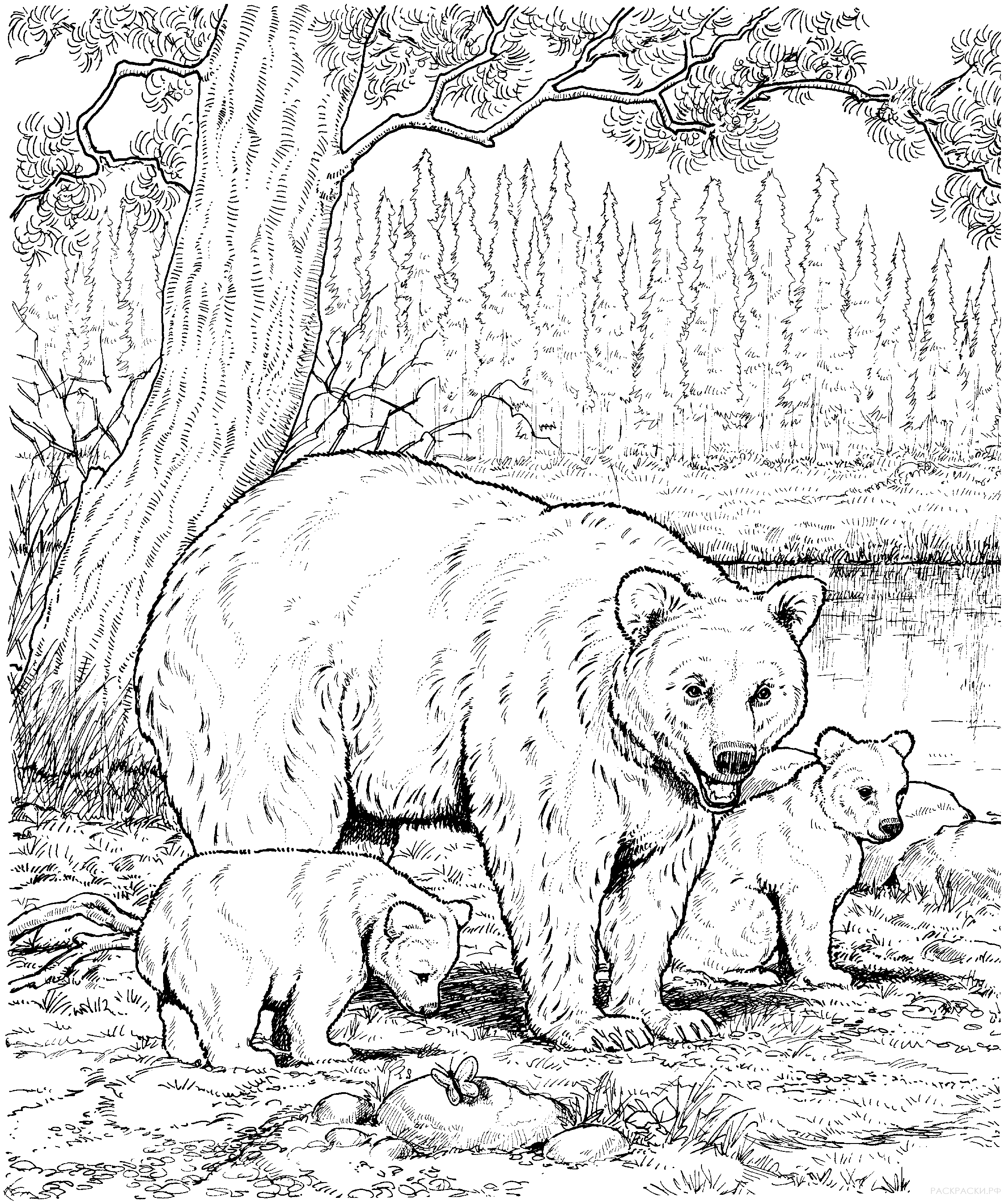 Раскраска Животные Семья американских черных медведей