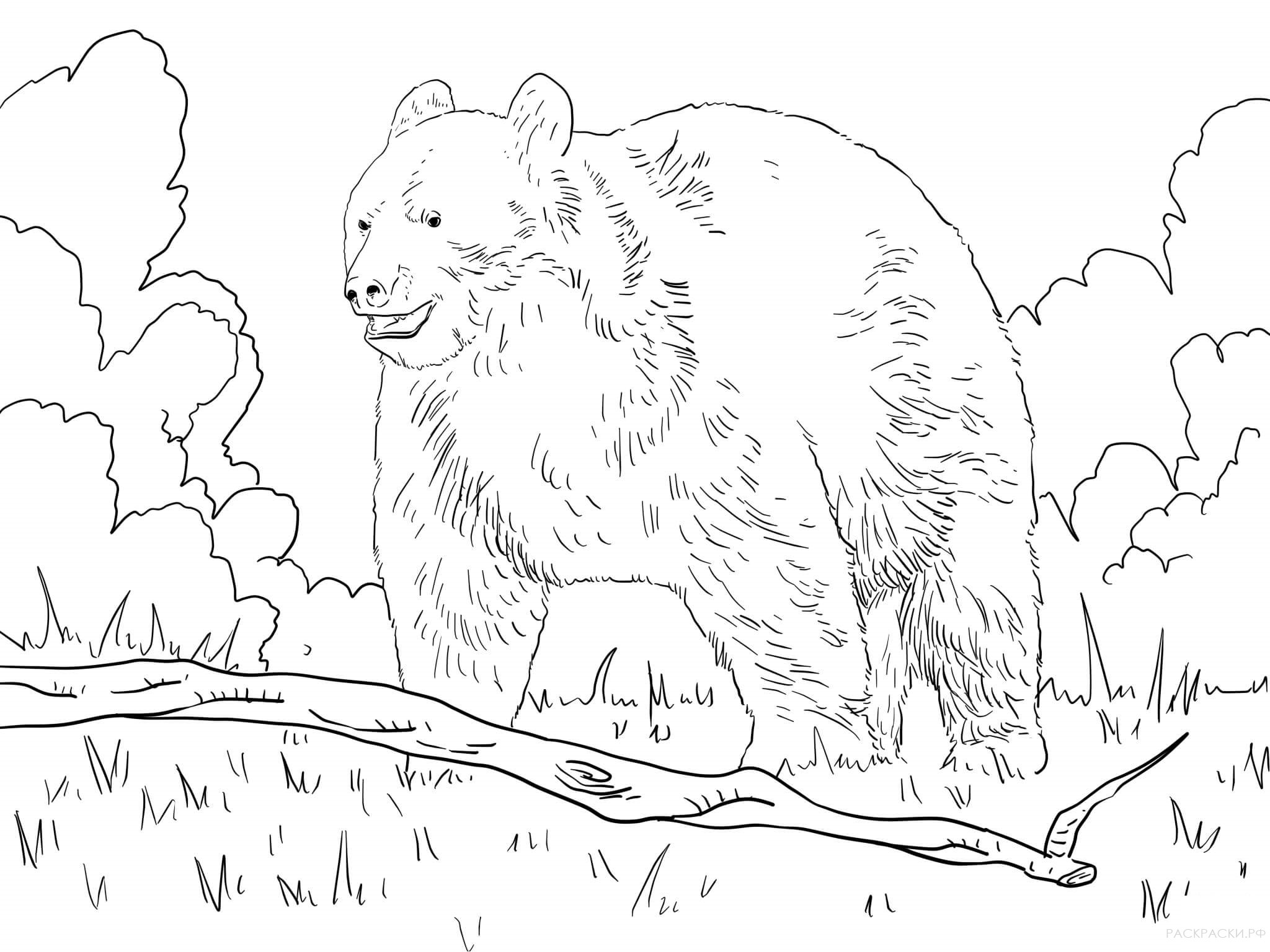 Раскраска Животные Американский чёрный медведь 3