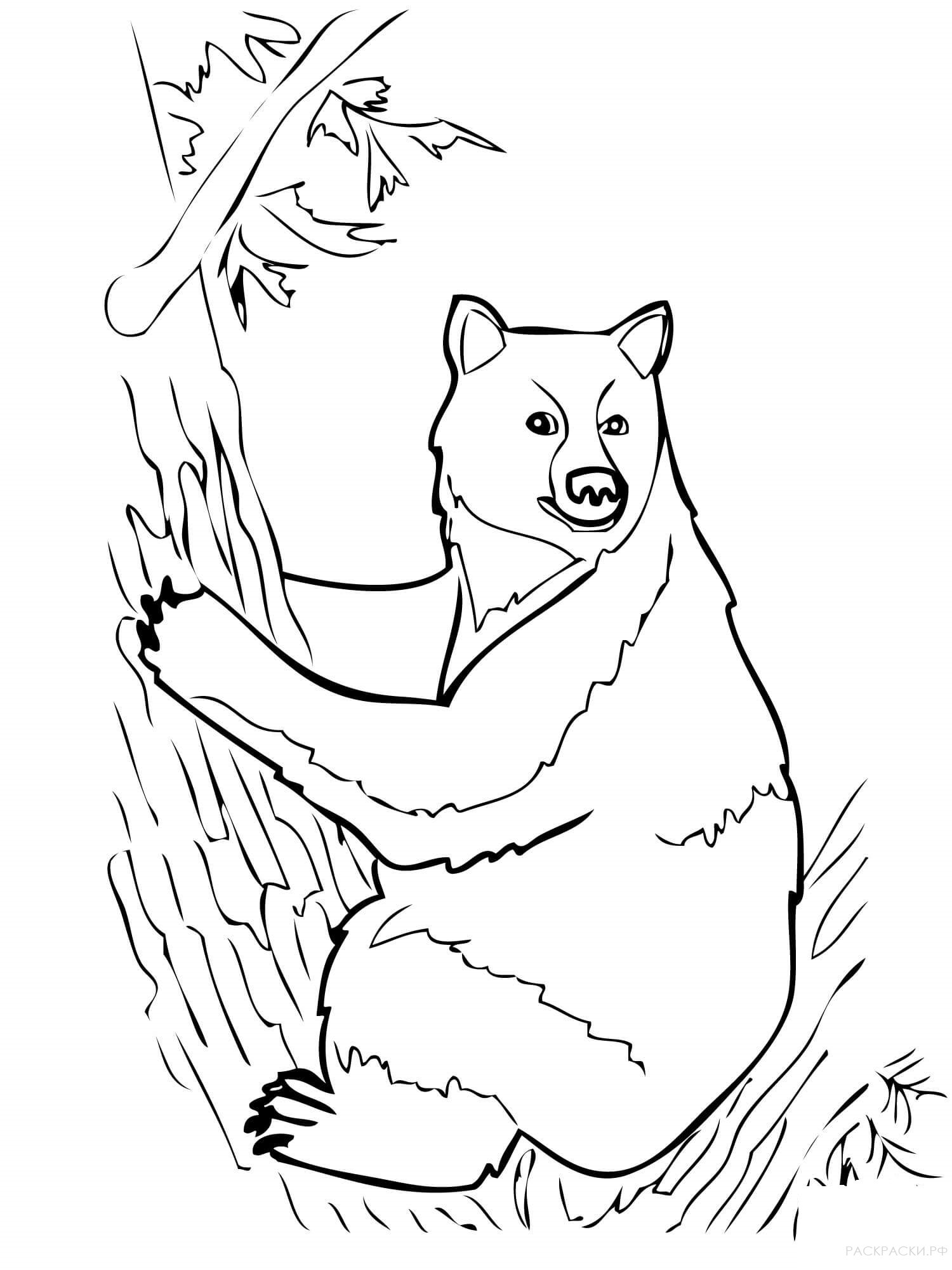 Раскраска Животные чёрный медведь сидит на дереве