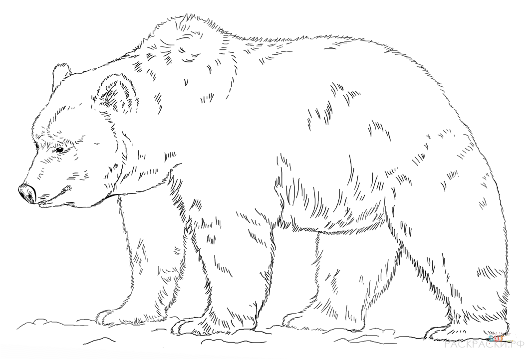 Раскраска Животные Медведь гризли