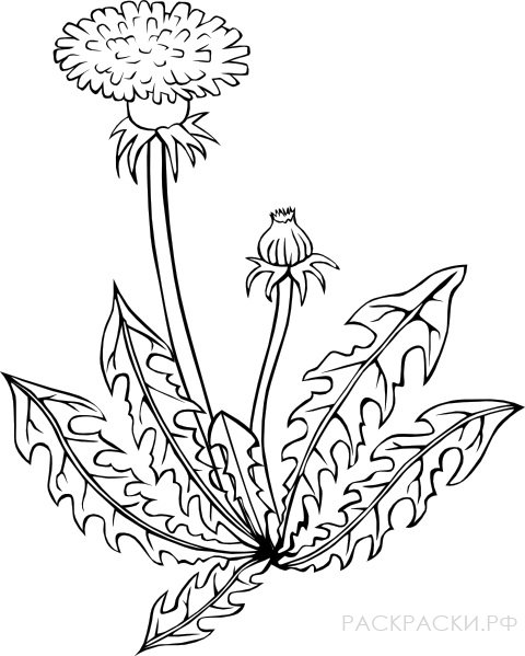 Раскраска Одуванчик цветёт