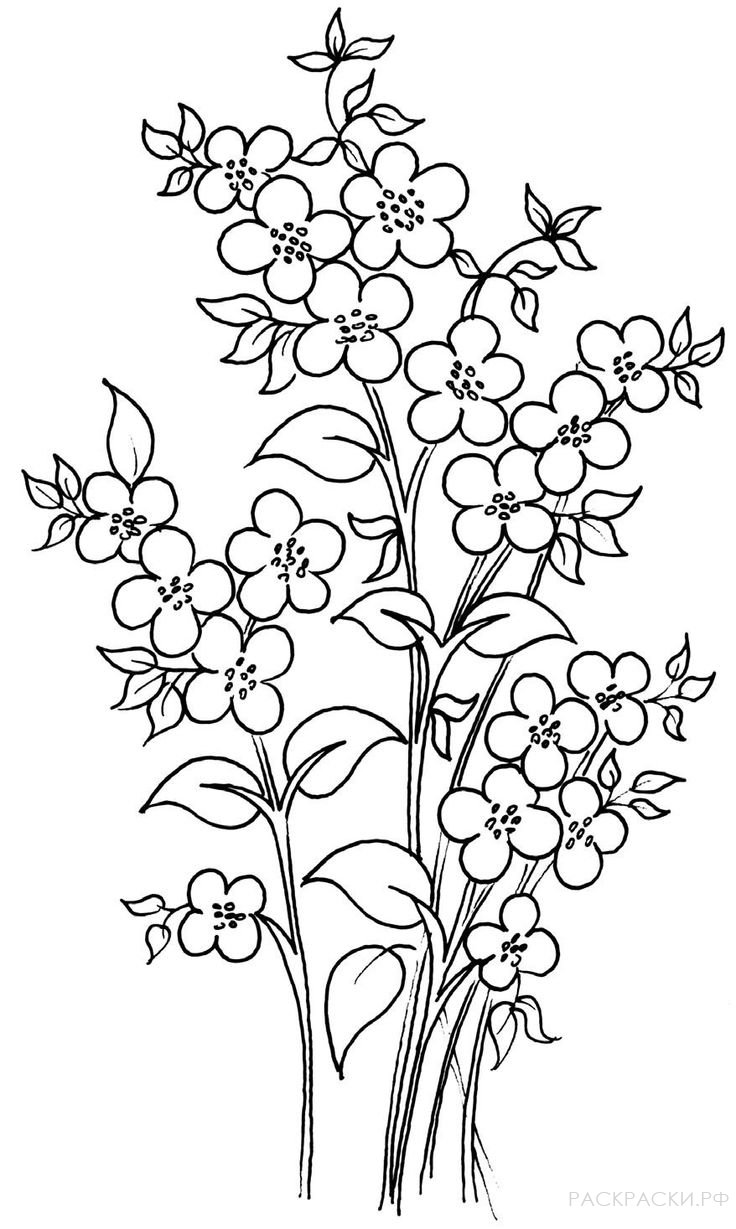 Раскраска Веточки с цветами