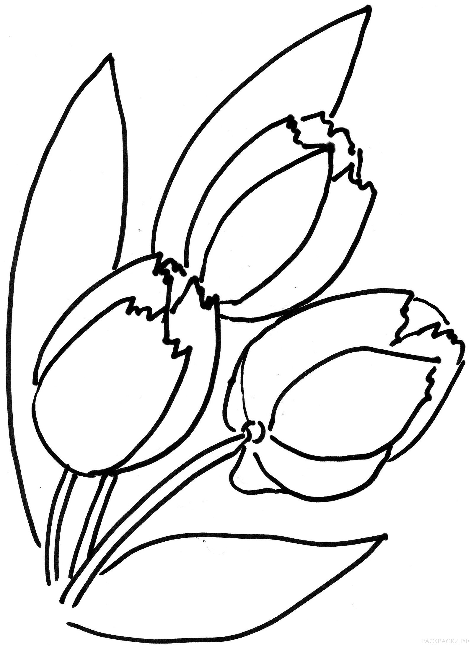 Раскраска Букет из тюльпанов