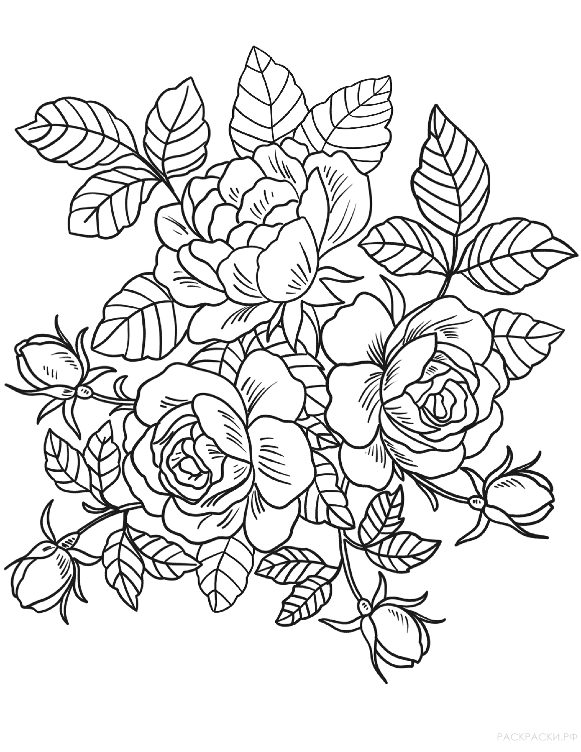 Раскраска Три розы в листьях