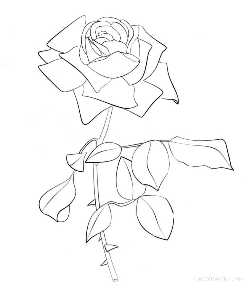Раскраска цветок розы с шипами