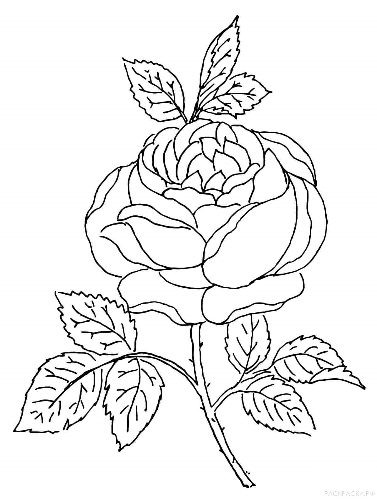 Раскраска Бутон розы