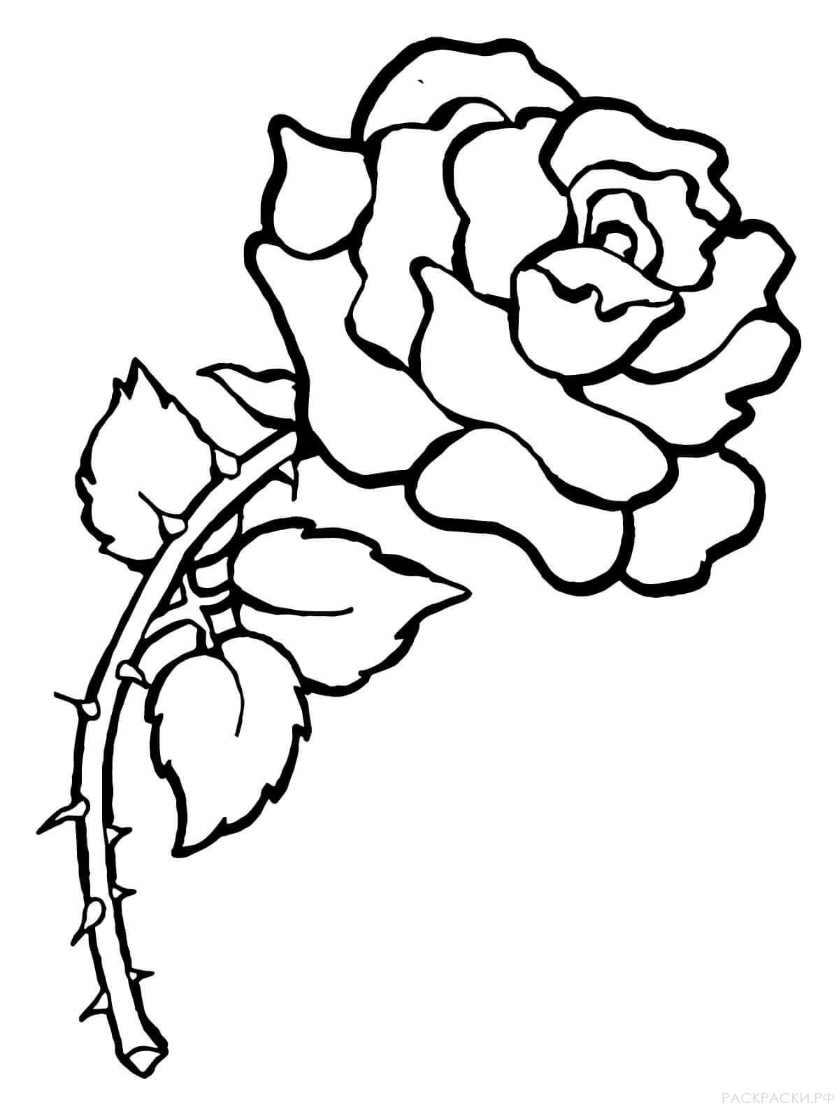 Раскраска Роза на шипованном стебле