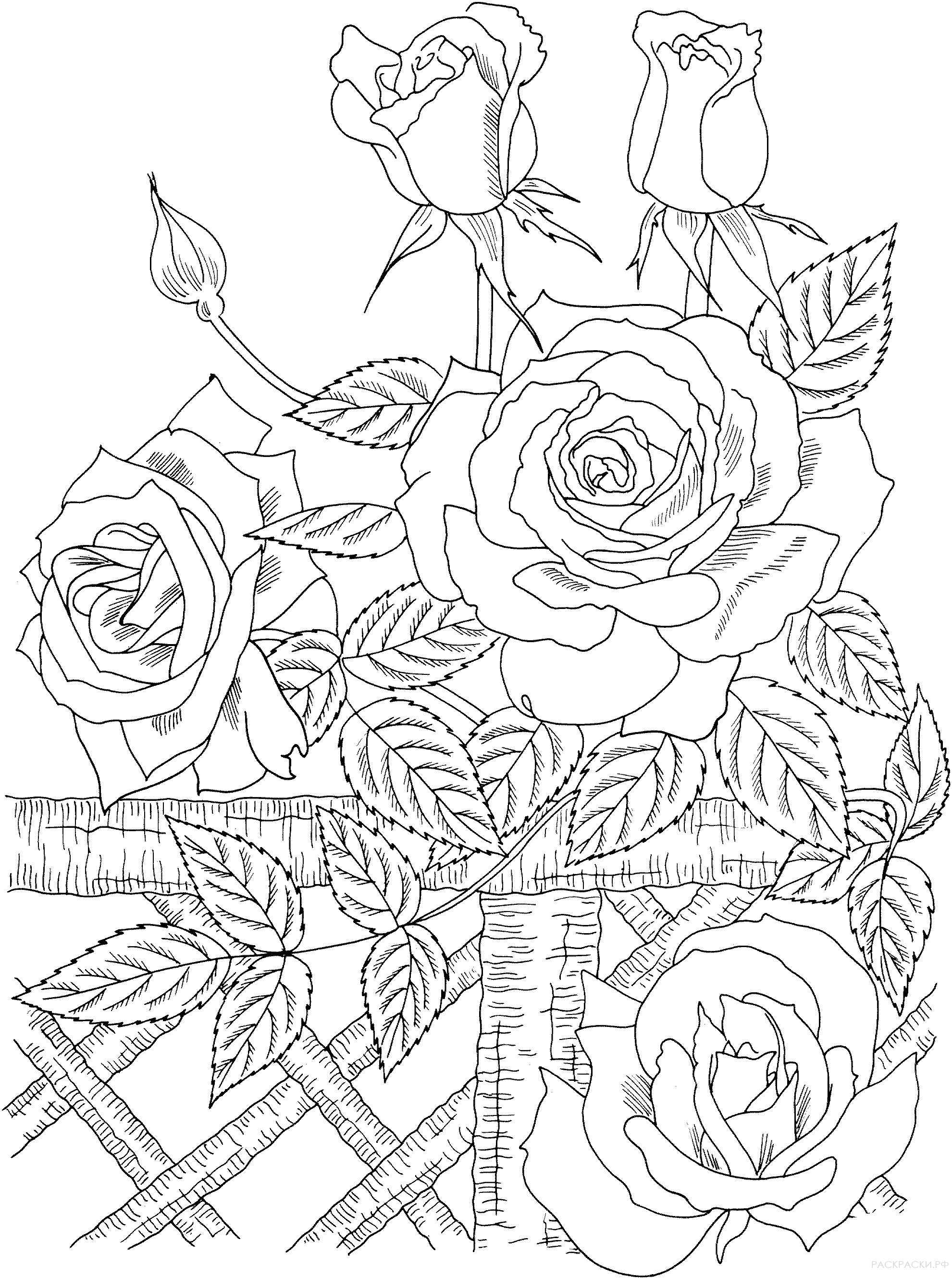Раскраска Плетистая роза на заборе