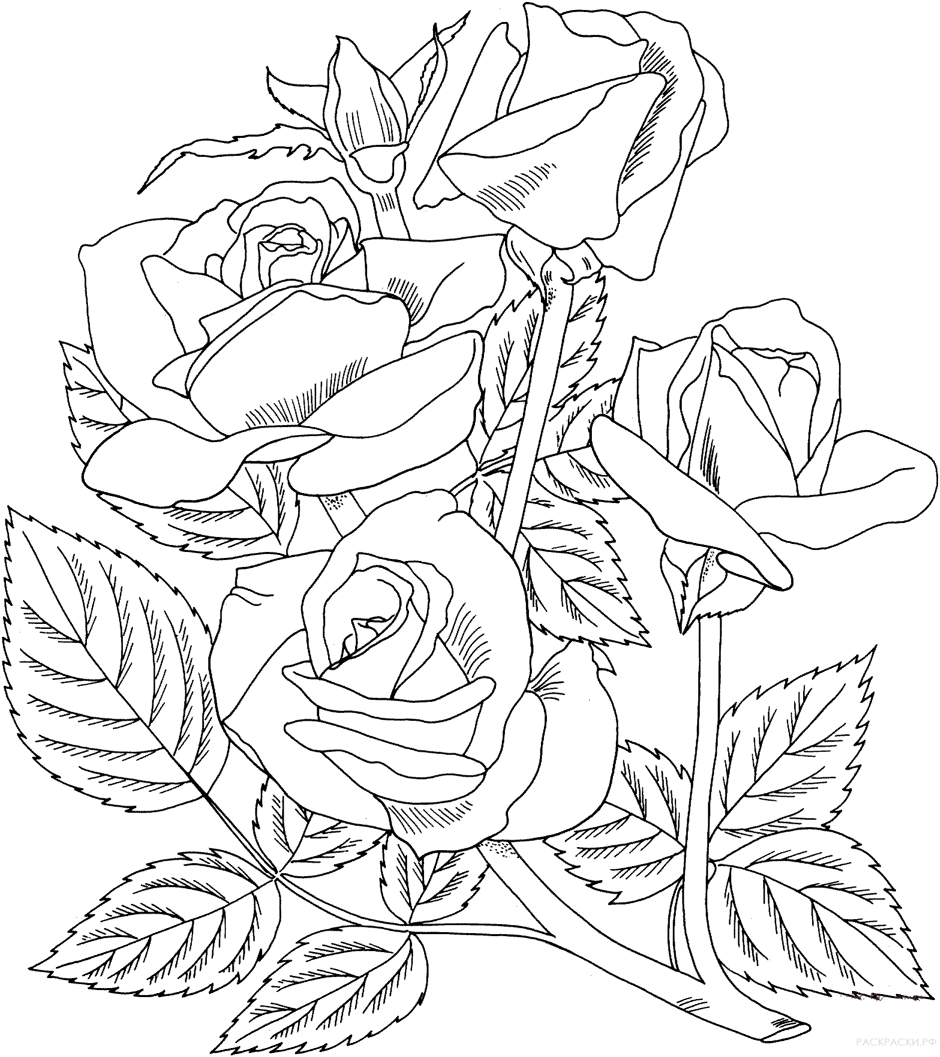 Раскраска Роза грандифлора