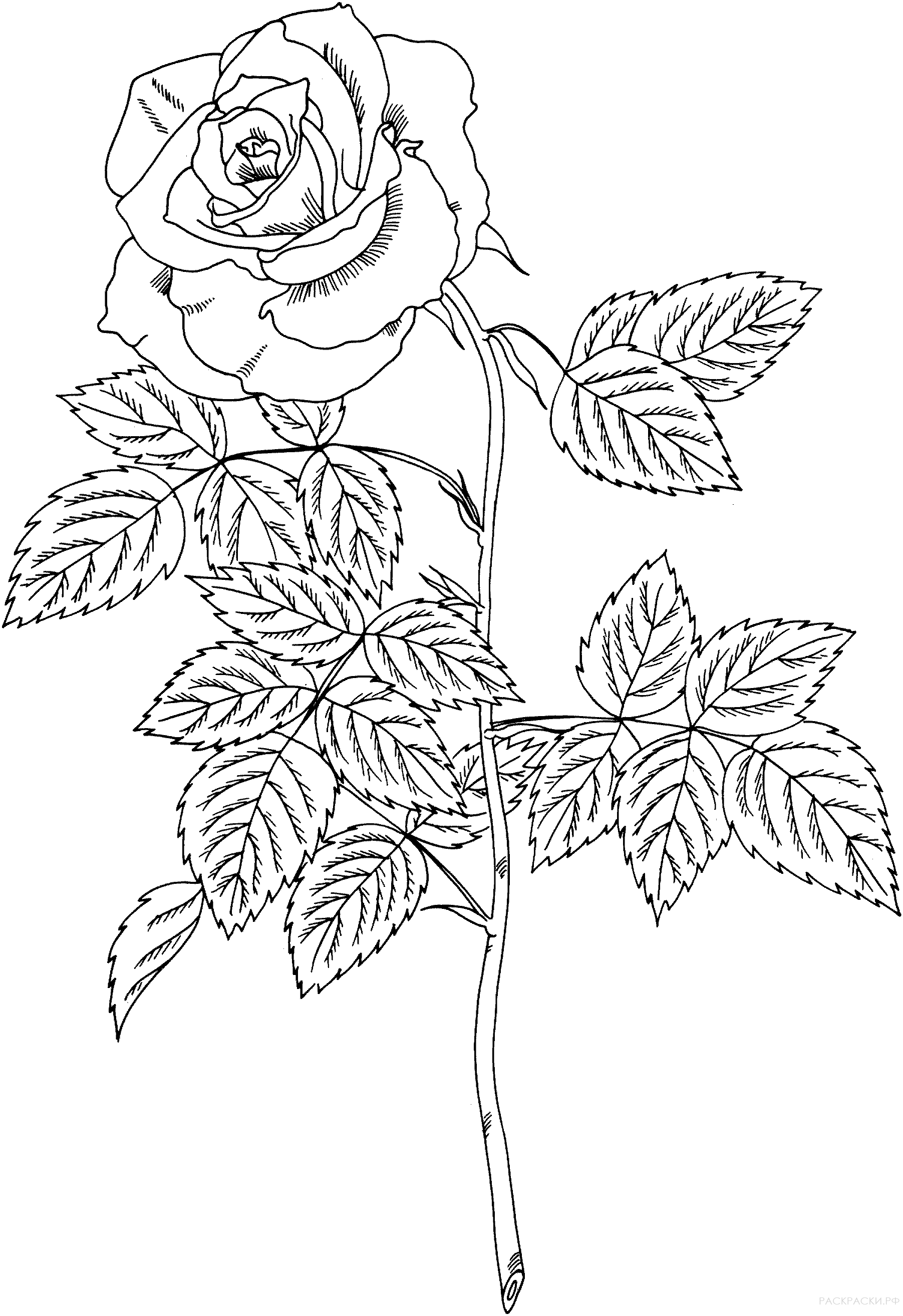 Раскраска Чайно-гибридная роза "Бренди"