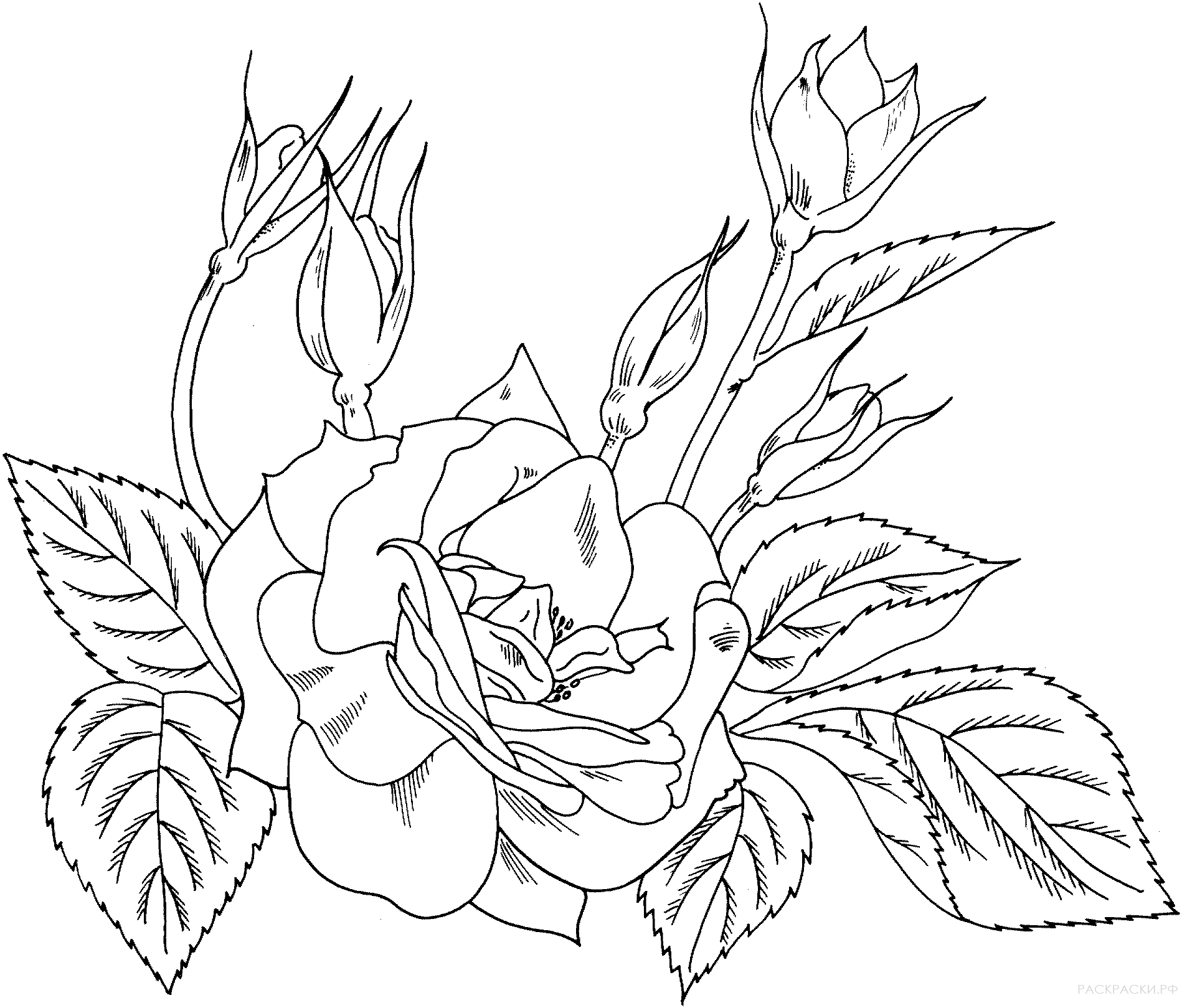 Раскраска Роза флорибунда