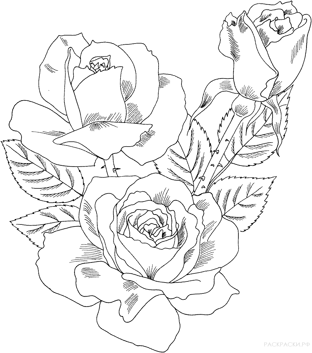 Раскраска роза "Дабл Делайт"