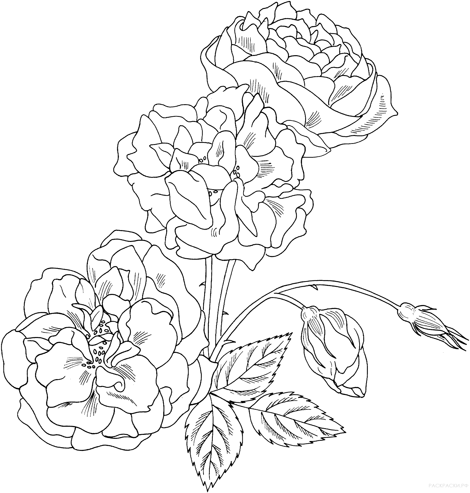 Раскраска Кустарниковая роза "Дюшес де Брант"