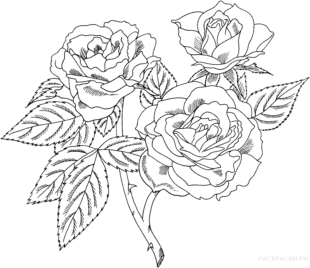 Раскраска Роза флорибунда "Европеана"