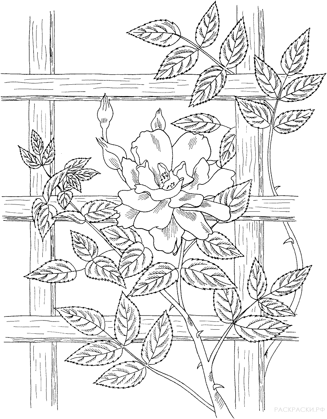 Раскраска Плетистая роза "Голден Шауерс"