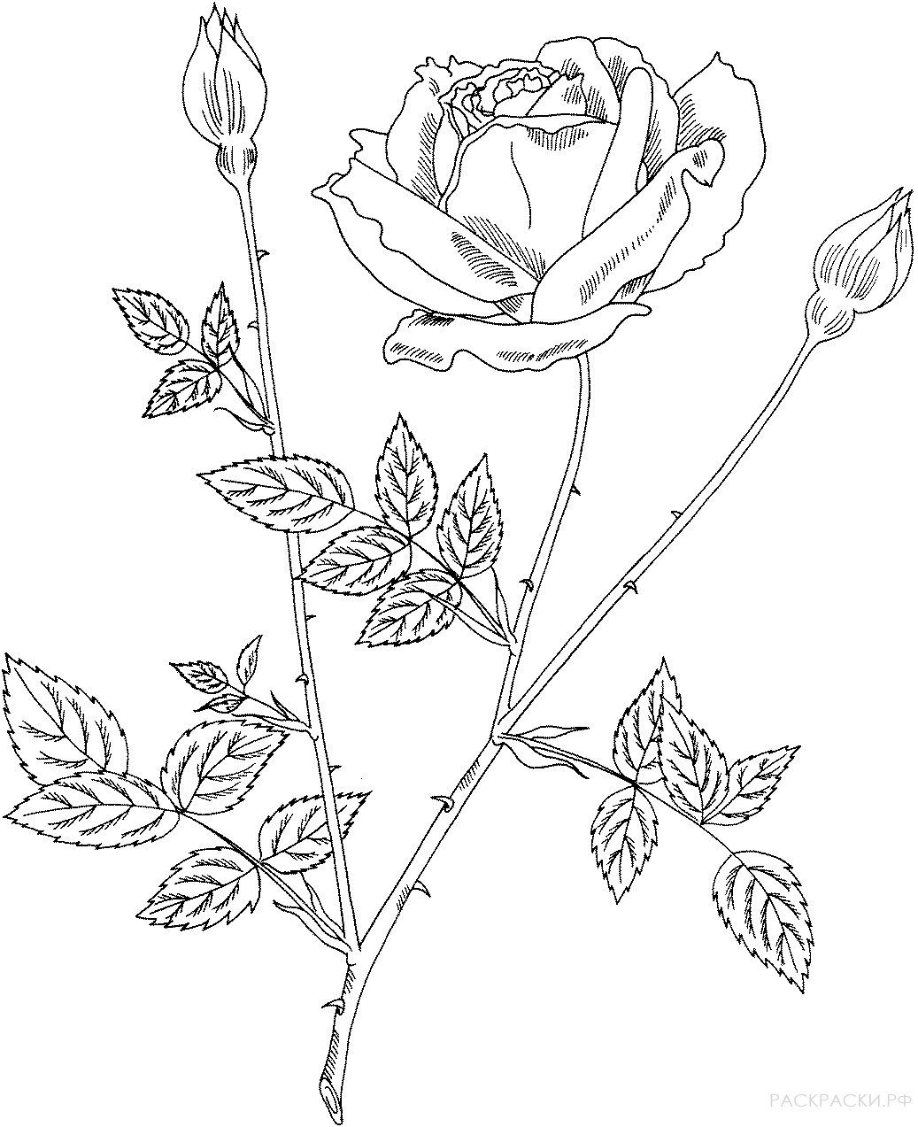 Раскраска Чайно-гибридная роза 