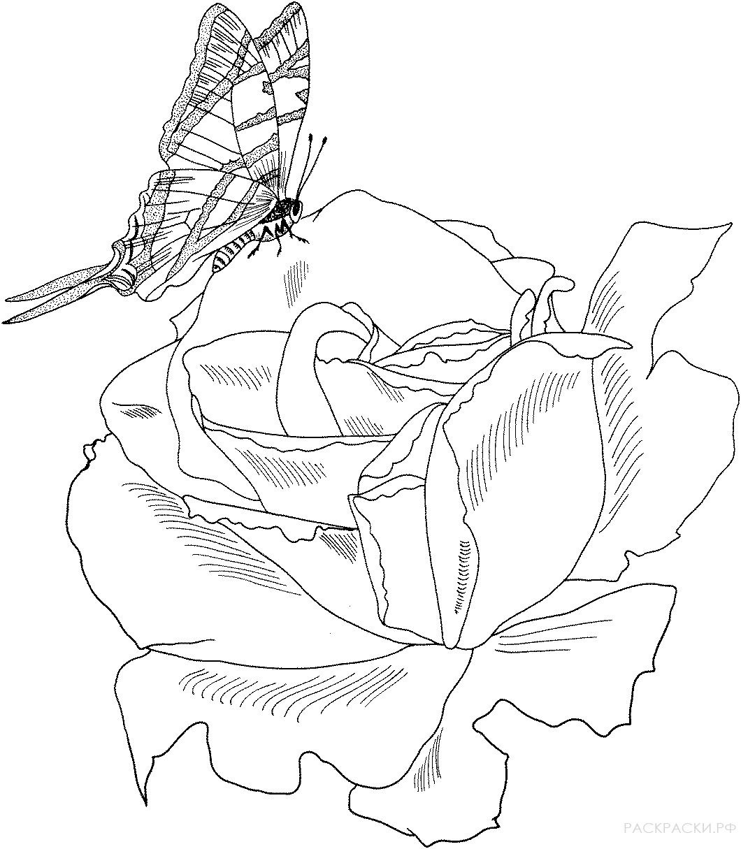 Раскраска Кустарниковая роза 