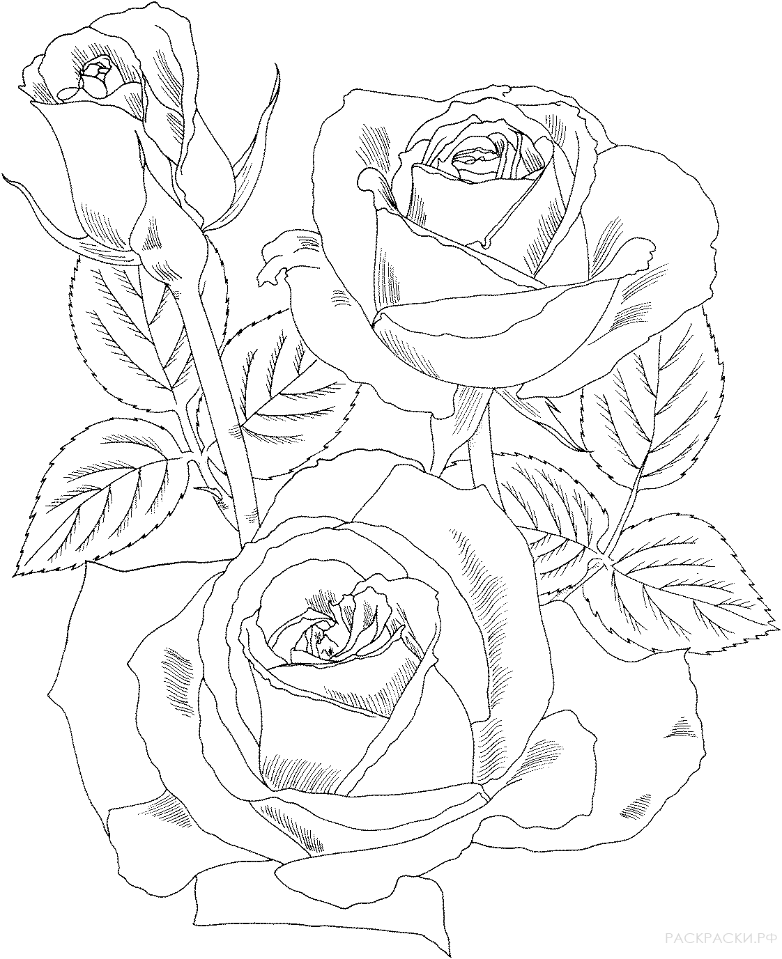 Раскраска Чайно-гибридная роза 