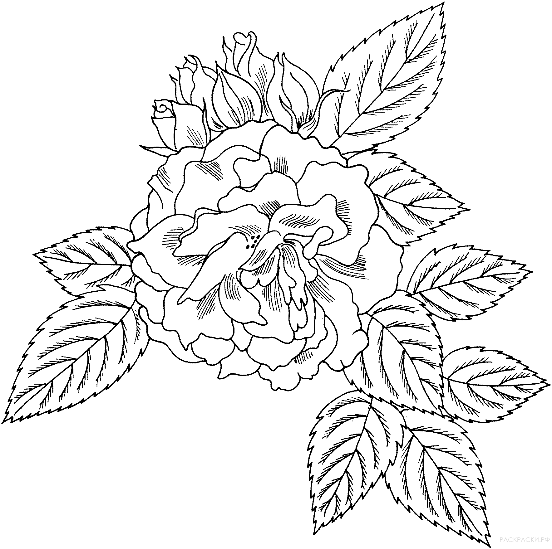 Раскраска Роза флорибунда 