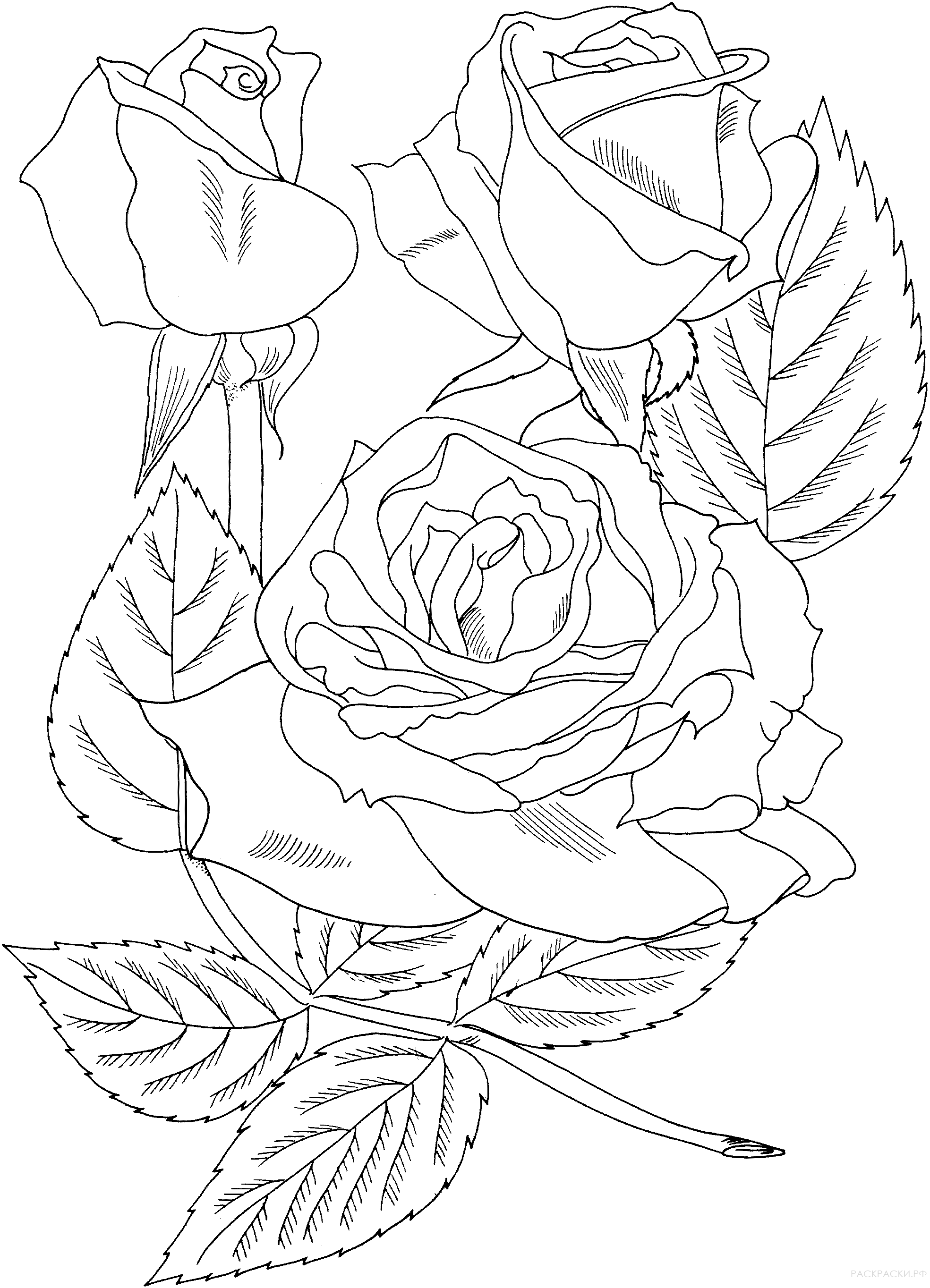 Раскраска Роза грандифлора 