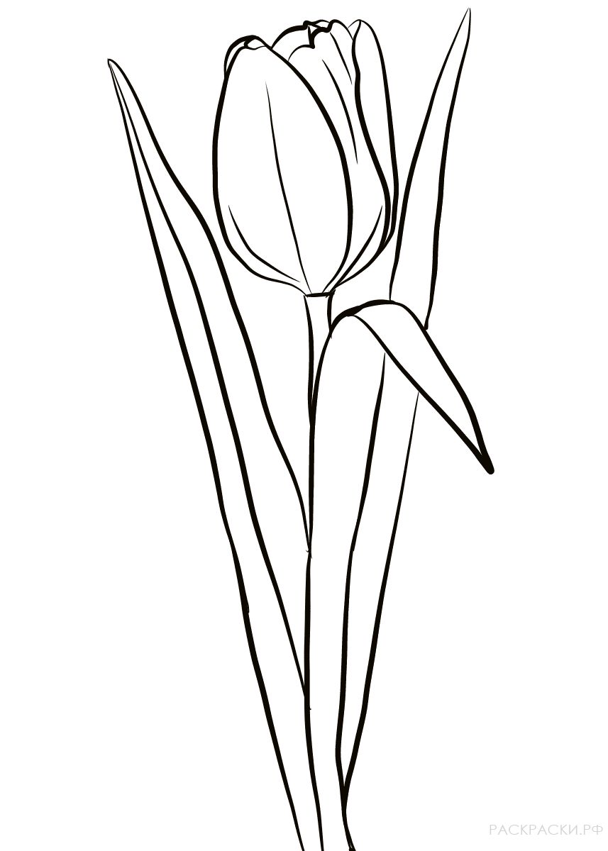 Раскраска Один тюльпан с листьями